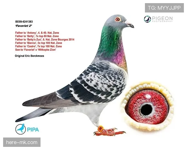 比利时甲级联赛各球队本赛季数据表现