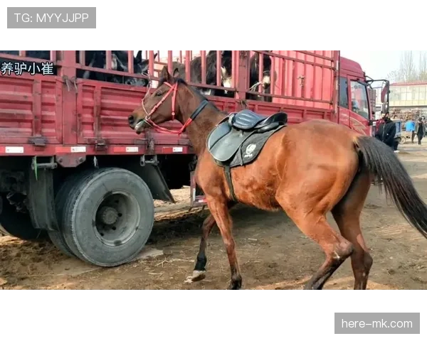 富里睡醒发现自家马场又多了一匹纯血马，这已经是本月第三匹了